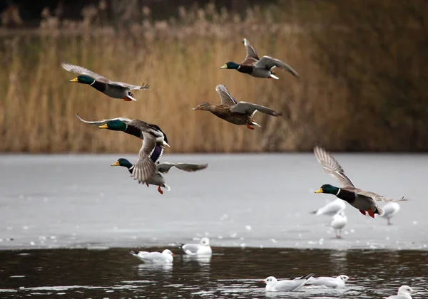 Mallard ducks flying — Stock Photo, Image