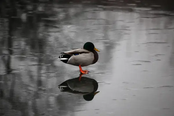 Mallard ducks flying — Stock Photo, Image