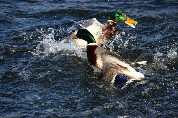 Erkek yeşilbaş ördekler mücadele için — Stok fotoğraf