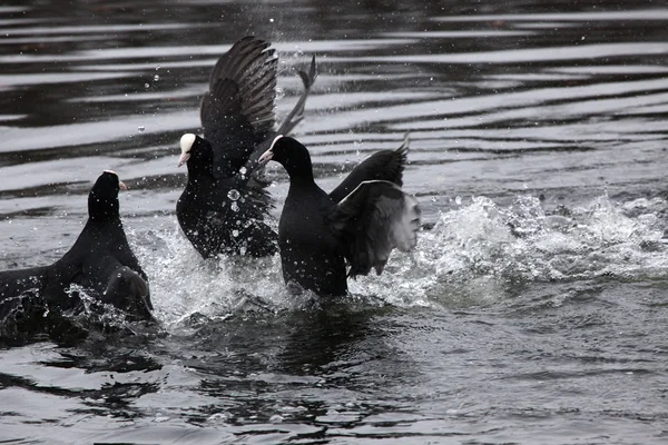 유라시아 coots 영토 싸움 — 스톡 사진