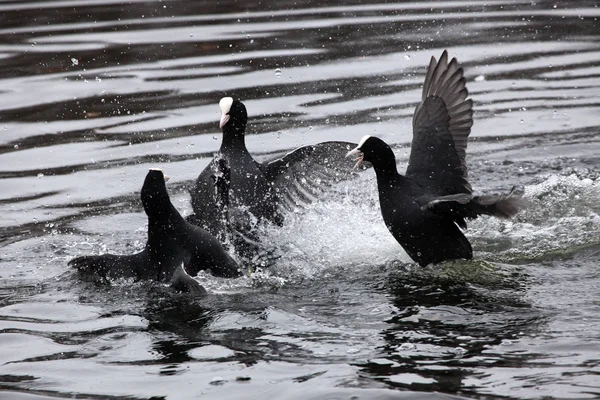 Eurasian coots fighting over territory — Stock Photo, Image