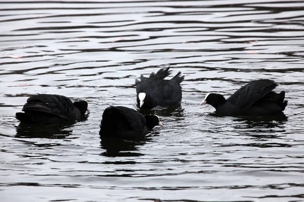 유라시아 coots 영토 싸움 — 스톡 사진