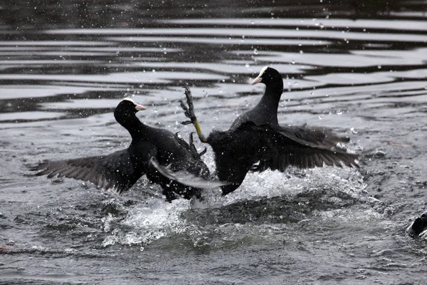 Euraziatische meerkoeten vechten over grondgebied Stockfoto