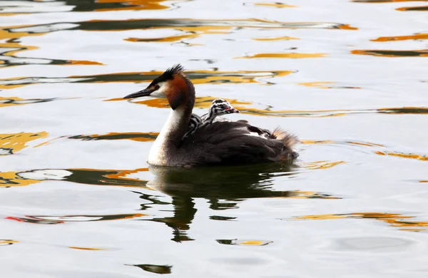 Grebe nuotare in giro con i bambini — Foto Stock