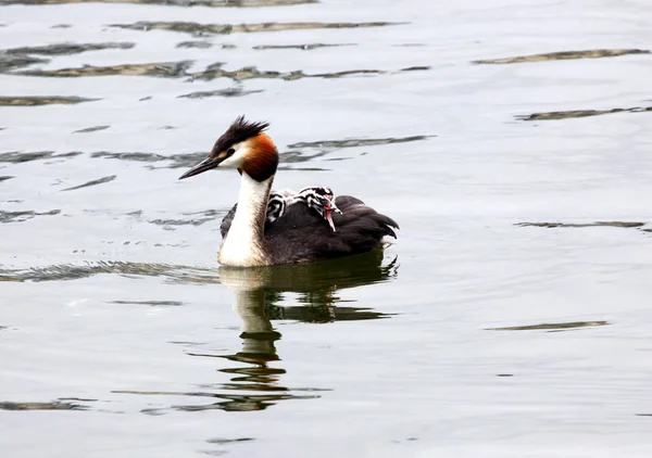 Grebe swim around with the kids — Stock Photo, Image