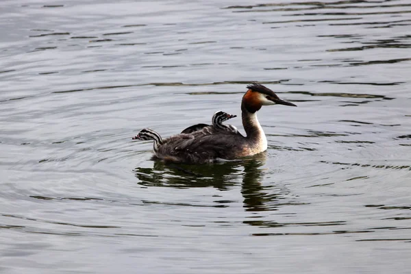 Grebe swim around with the kids — Stock Photo, Image