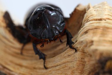 Oryctes nasicornis, gergedan böceği