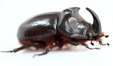 Oryctes nasicornis, gergedan böceği