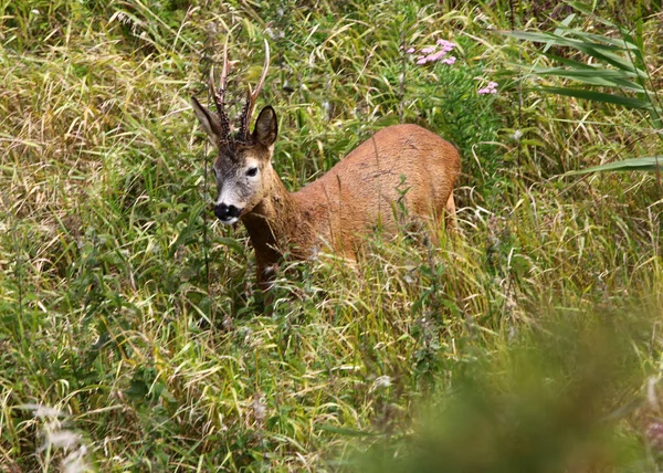 Roedeer buck alanındaki