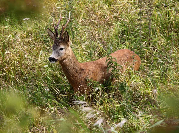 Roedeer buck alanındaki
