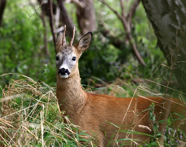 Rådjur buck i fältet — Stockfoto