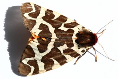 Büyük Tiger Moth