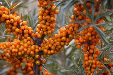 Bir çalı ile olgun deniz topalak
