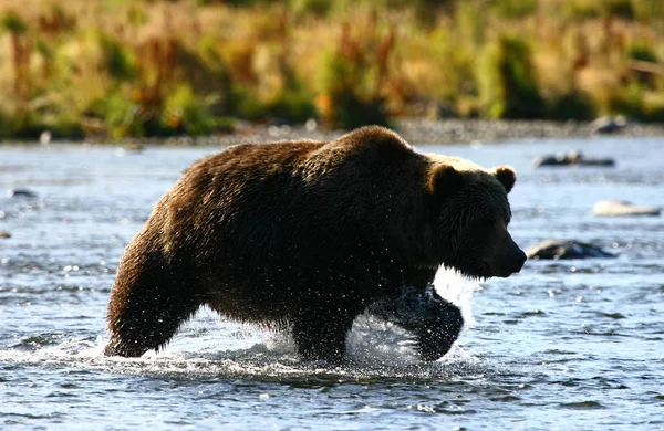 Kodiak brown bear fishing — Stock Photo, Image