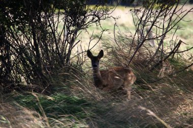 Genç roedeer dikkatli 