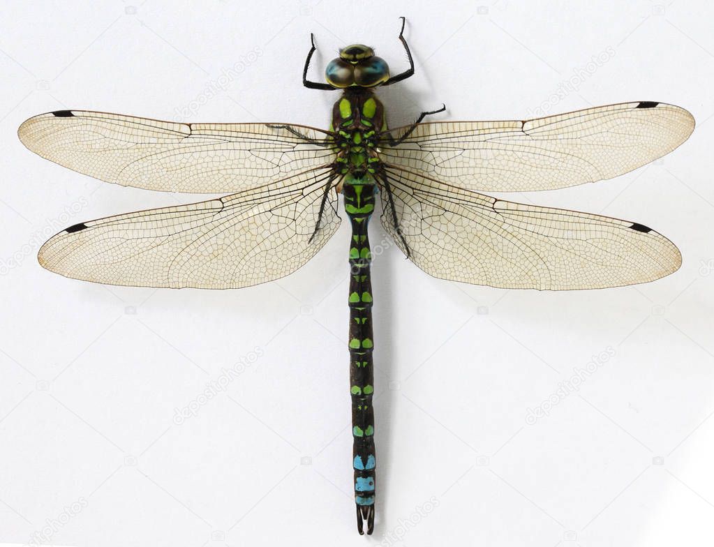 Close up Dragonfly 