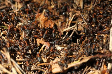 Bir sürü sürünüp karıncalar 