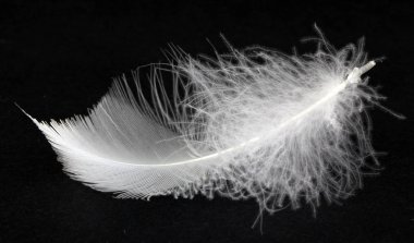 Aşağı kuğular siyah bir arka plan üzerinde