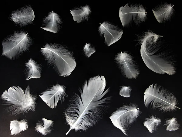 Aşağı kuğular siyah bir arka plan üzerinde