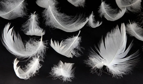 Aşağı kuğular siyah bir arka plan üzerinde