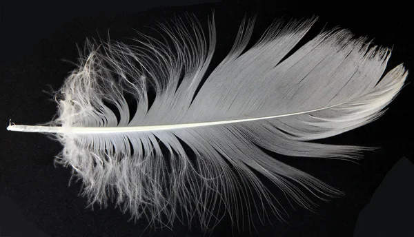 Aşağı kuğular siyah bir arka plan üzerinde