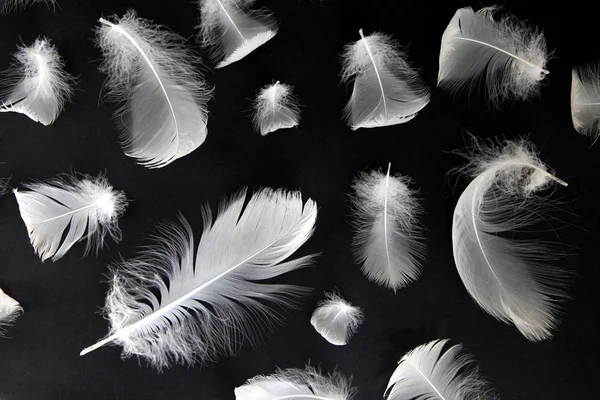 Aşağı kuğular siyah bir arka plan üzerinde