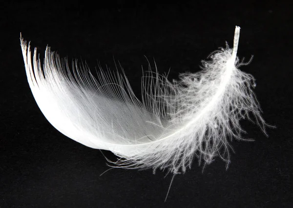 Aşağı kuğular siyah bir arka plan üzerinde