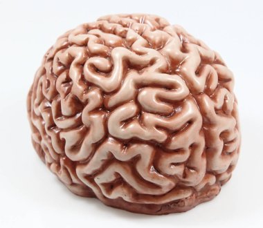 bir beyin modeli