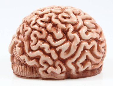 bir beyin modeli