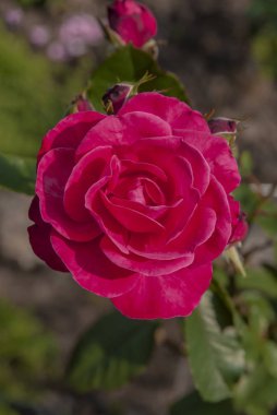 Pembe güzel çiçek Bahçede bir gül