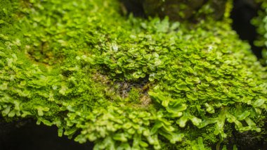 Bush of grown small leaves of a plant