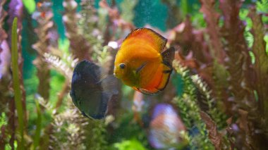orange and blue discus floating among algae