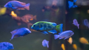 colorful fish swimming in a flock under water with backlit