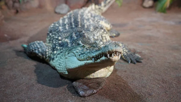 Lying crocodile resting without moving on the dirt — Stock Photo, Image