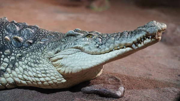 Head of lying crocodile resting without moving — 스톡 사진