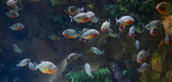 Herd of predatory piranhas under water with algae — Stock Photo, Image