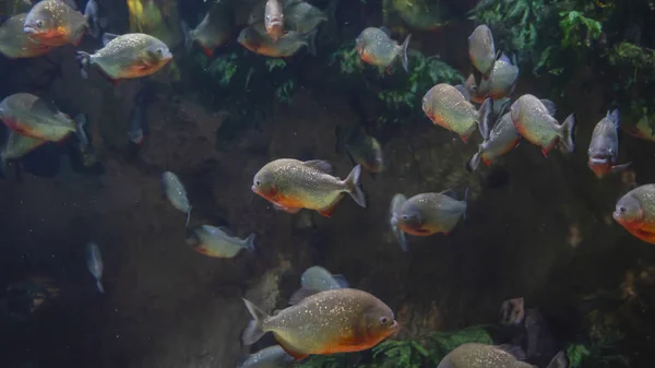 Many predatory piranhas under water with algae — Stok fotoğraf