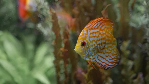 Disco colorato che galleggia tra le alghe in acquario — Foto Stock