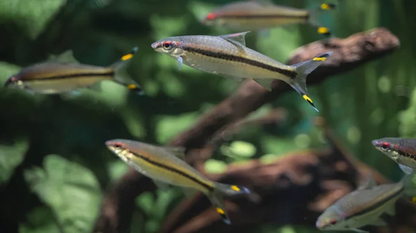 Piccoli pesci con una striscia sul corpo nell'acquario — Foto Stock