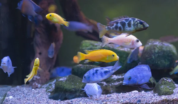 Pesci colorati che nuotano in un gregge sott'acqua — Foto Stock