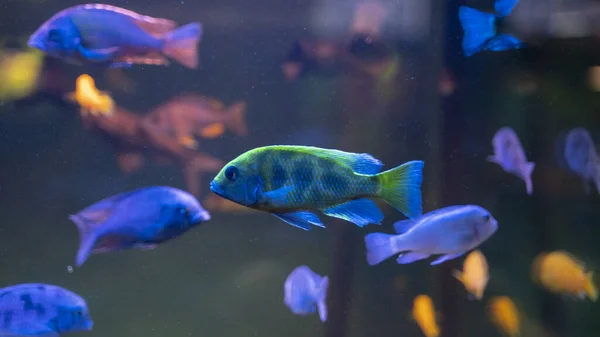 Pesci colorati che nuotano in un gregge sott'acqua con retroilluminazione — Foto Stock