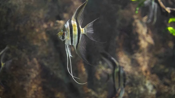 Angelfish nuota vicino alle scogliere subacquee uno sfondo marrone — Foto Stock