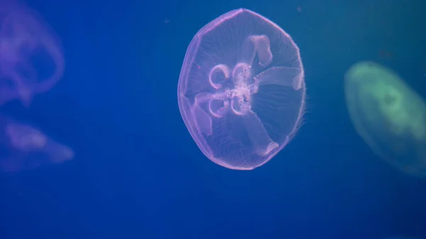 Медленно движущаяся стая медуз на синем фоне — стоковое фото