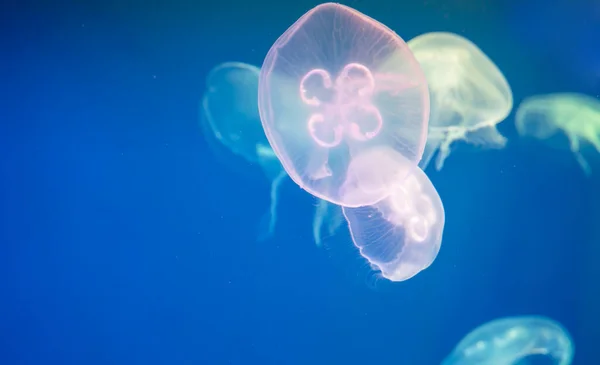 Медленно движущиеся цветные медузы на синем фоне — стоковое фото