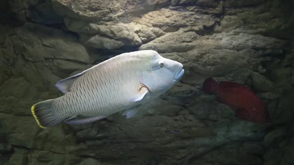 Un grosso pesce bianco che nuota vicino alla scogliera — Foto Stock