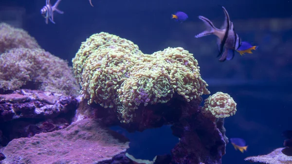 Bellissimi coralli multicolori coltivati sott'acqua — Foto Stock