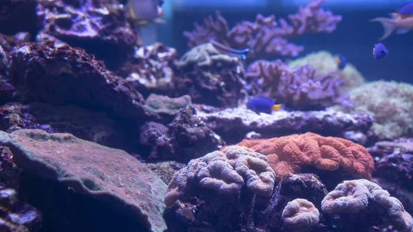 Bellissimi coralli multicolori coltivati sott'acqua con piccoli pesci — Foto Stock
