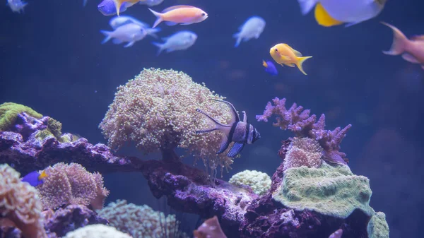 Bellissimi coralli multicolori coltivati sott'acqua con piccoli pesci colorati — Foto Stock