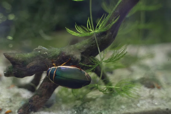 Grande insetto subacqueo nero e verde su un ramo — Foto Stock