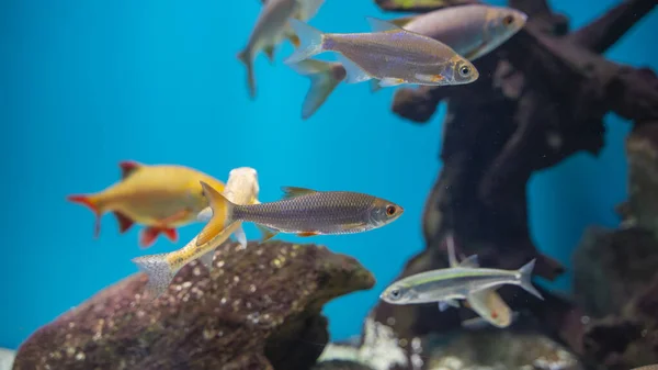 Pesci colorati che nuotano in un gregge sott'acqua, sfondo blu brillante — Foto Stock